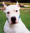 Dog argentin